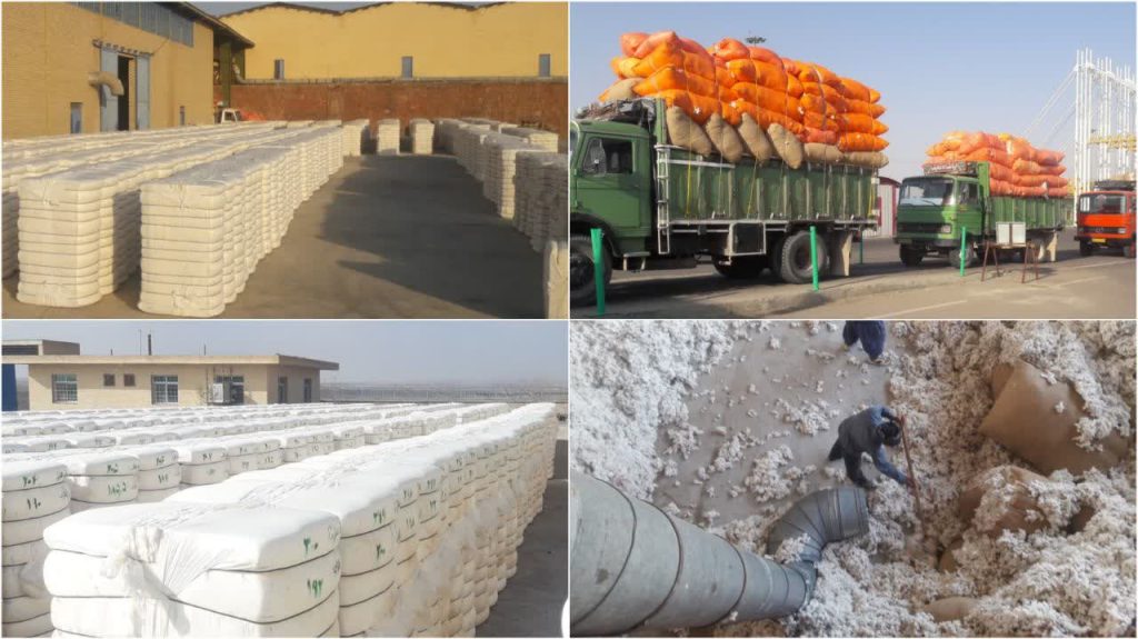 تولید پنبه در منطقه ویژه اقتصادی سرخس